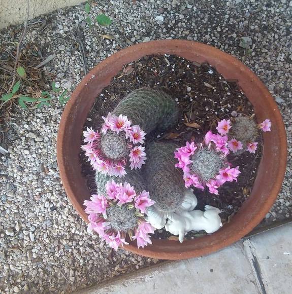 Meet your Posher, Molly - Picture 1 of 1